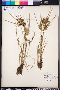 Cyperus iria image