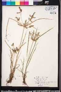 Cyperus iria image