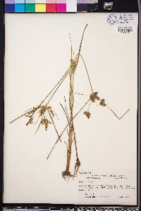 Cyperus iria image