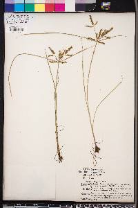 Cyperus iria image