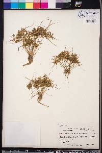 Cyperus polystachyos image