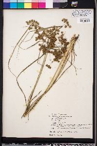 Cyperus pseudovegetus image