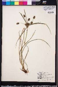 Cyperus retrorsus image