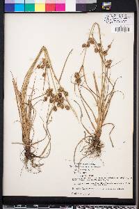 Cyperus retrorsus image