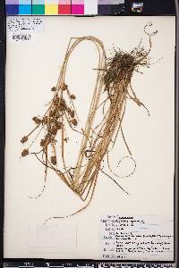 Cyperus retrorsus image