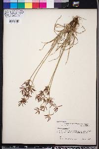 Cyperus rotundus image