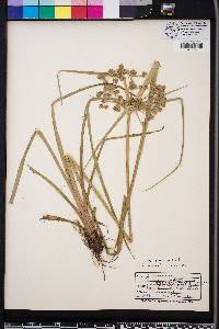 Cyperus virens image