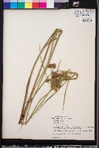 Cyperus virens image