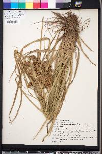 Cyperus virens image