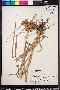 Cyperus virens image