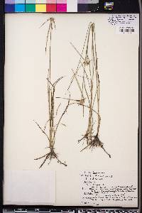 Rhynchospora colorata image