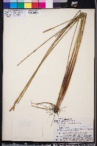 Eleocharis cellulosa image