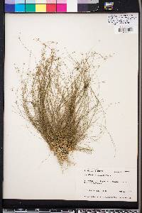 Eleocharis microcarpa image