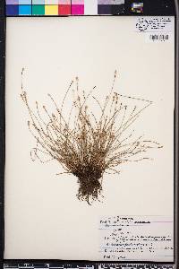 Fimbristylis schoenoides image