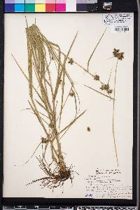 Fuirena squarrosa image