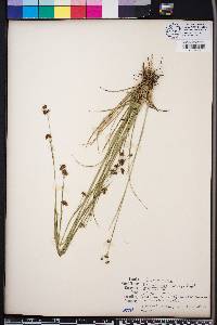 Rhynchospora harveyi image