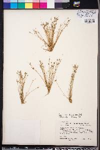 Isolepis carinata image