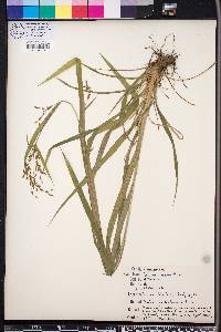 Scirpus lineatus image