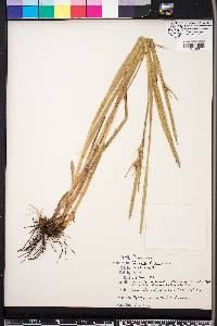 Scleria ciliata image