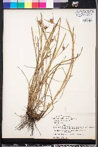 Scleria ciliata image