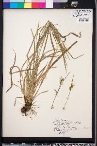 Carex styloflexa image