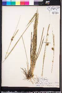 Carex turgescens image