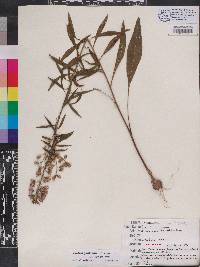 Liatris gholsonii image