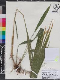 Setaria megaphylla image