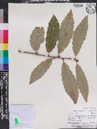 Quercus variabilis image