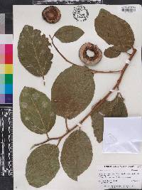 Ficus sycomorus image