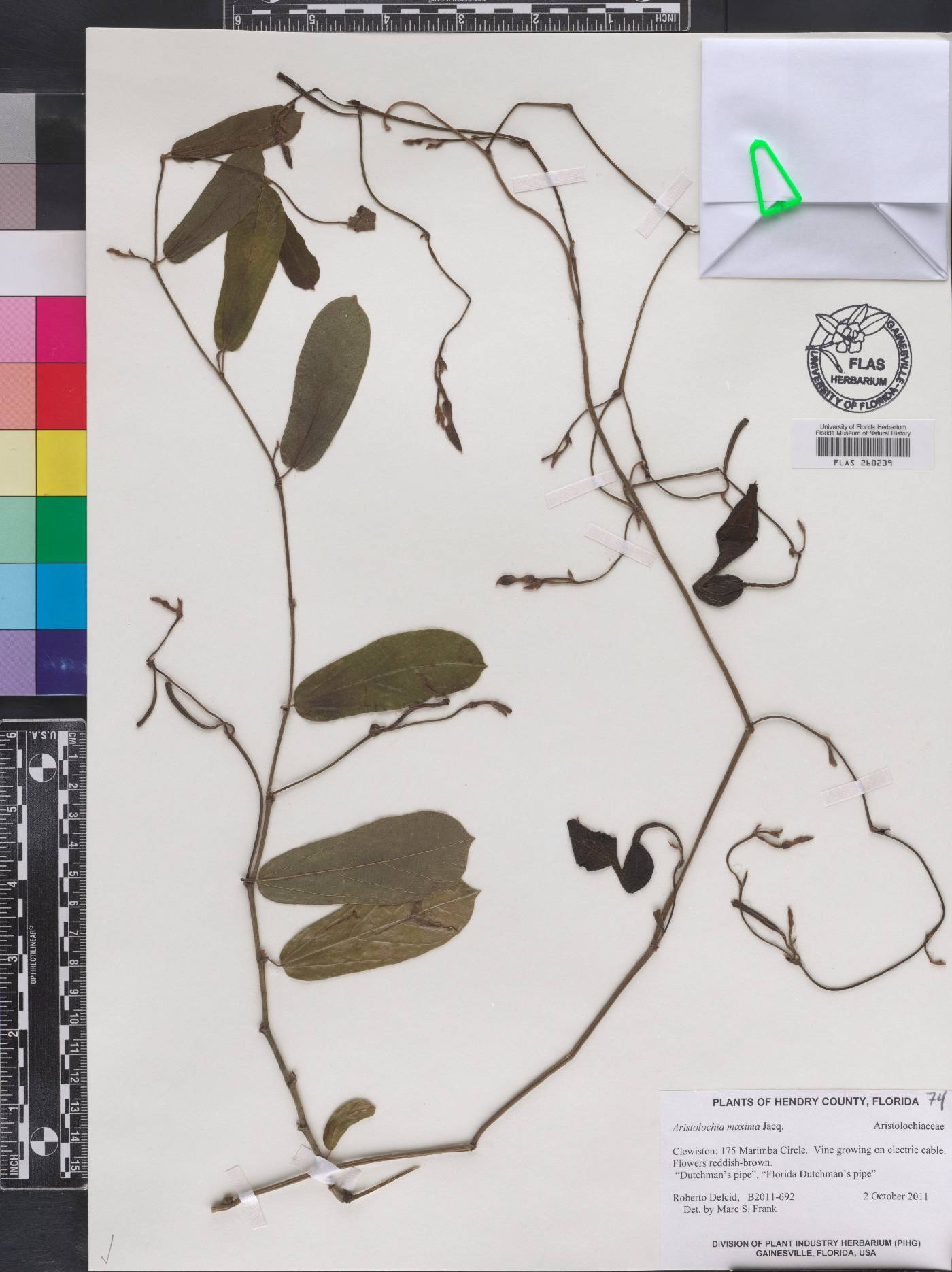 Aristolochia maxima image