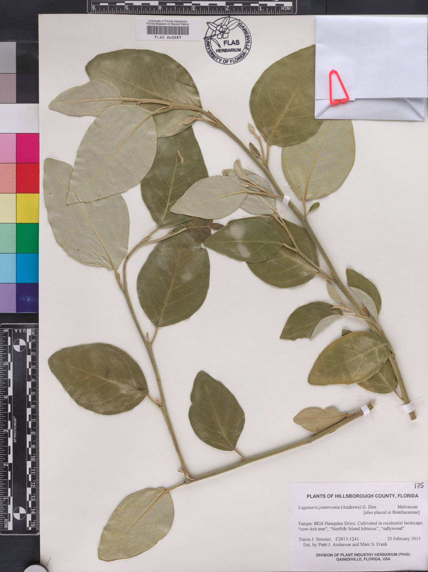 Lagunaria patersonia image