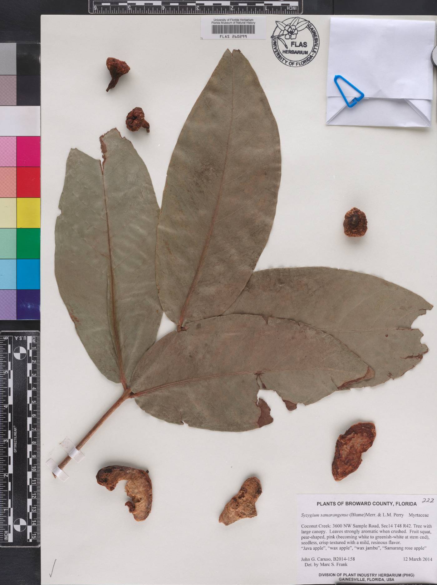 Syzygium samarangense image