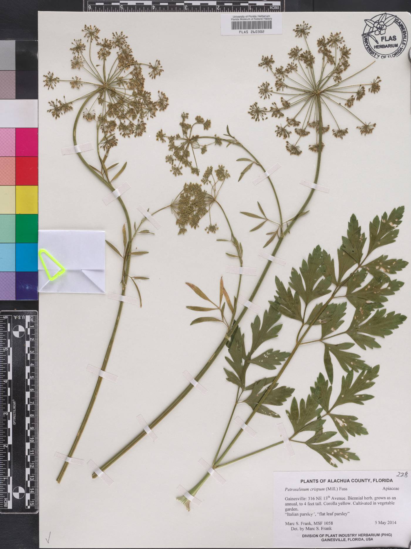 Petroselinum crispum image