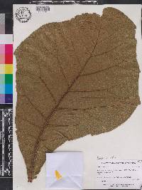Tectona grandis image