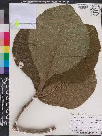 Tectona grandis image