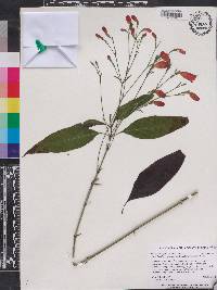 Ruellia brevifolia image