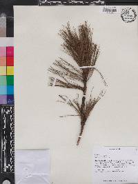 Pinus occidentalis image