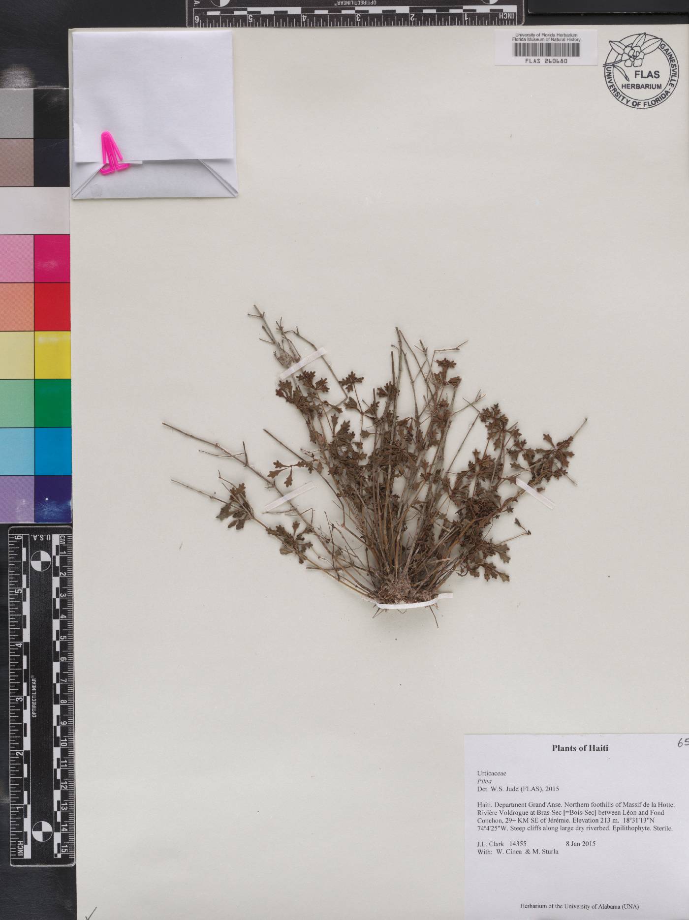 Pilea coronopifolia image