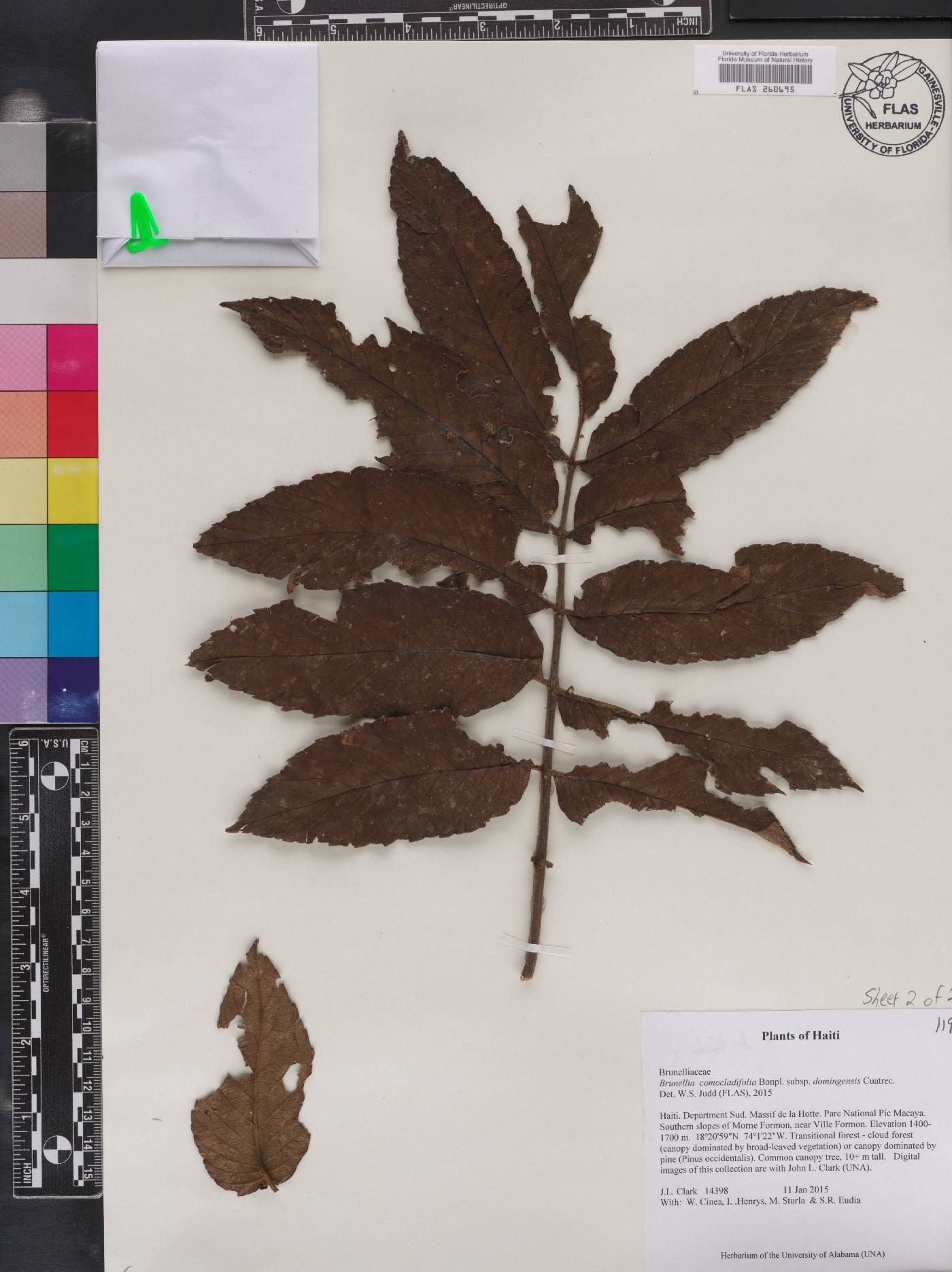 Brunellia comocladifolia image