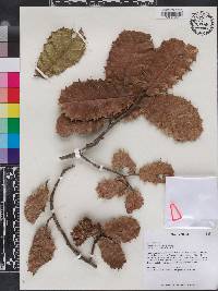 Sloanea ilicifolia image