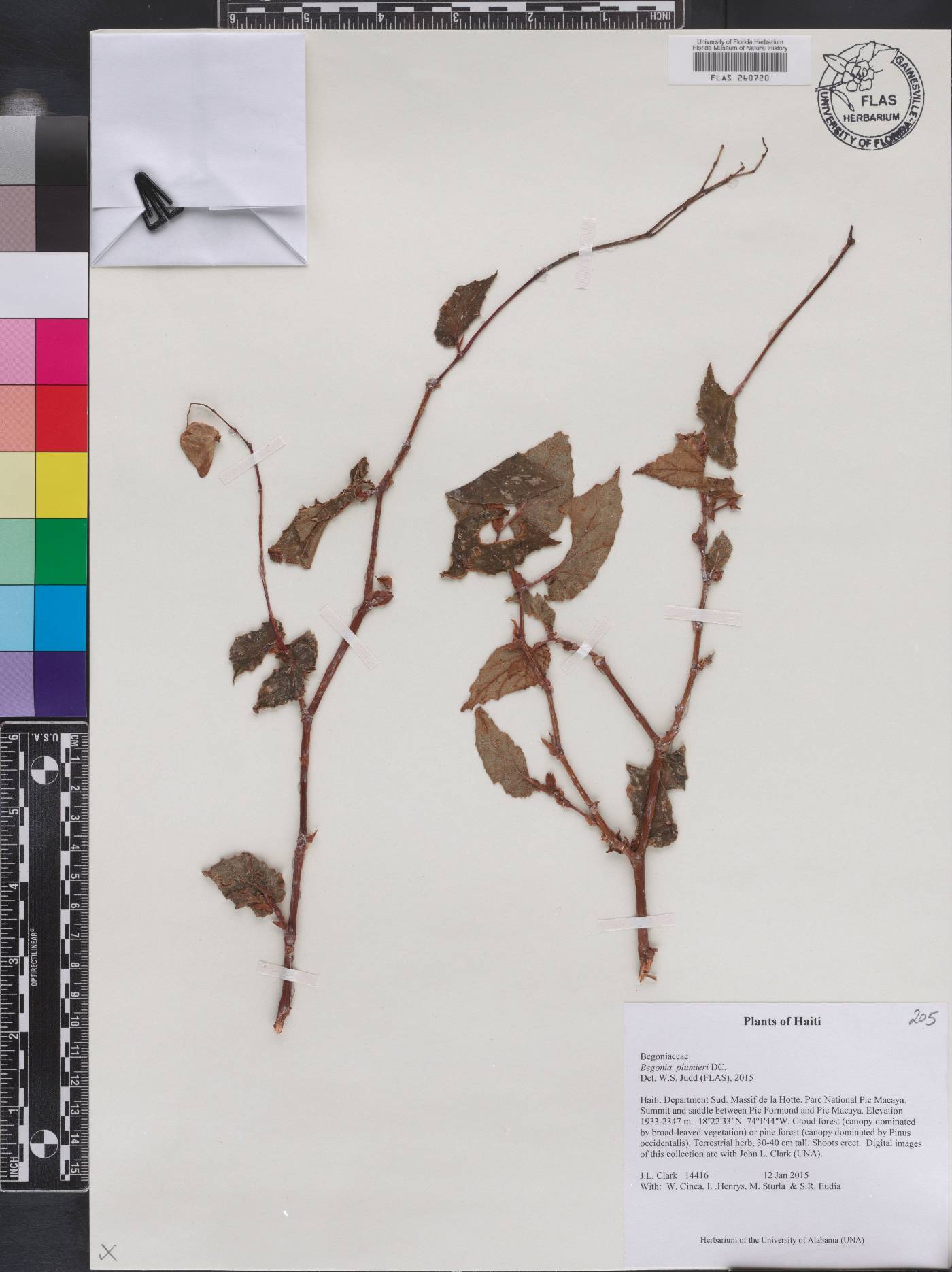 Begonia plumieri image