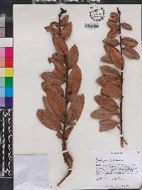 Vaccinium racemosum image