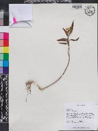 Asclepias nivea image