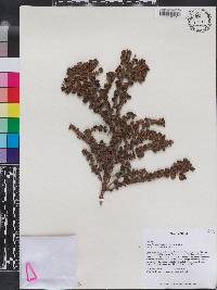 Clinopodium schusteri image