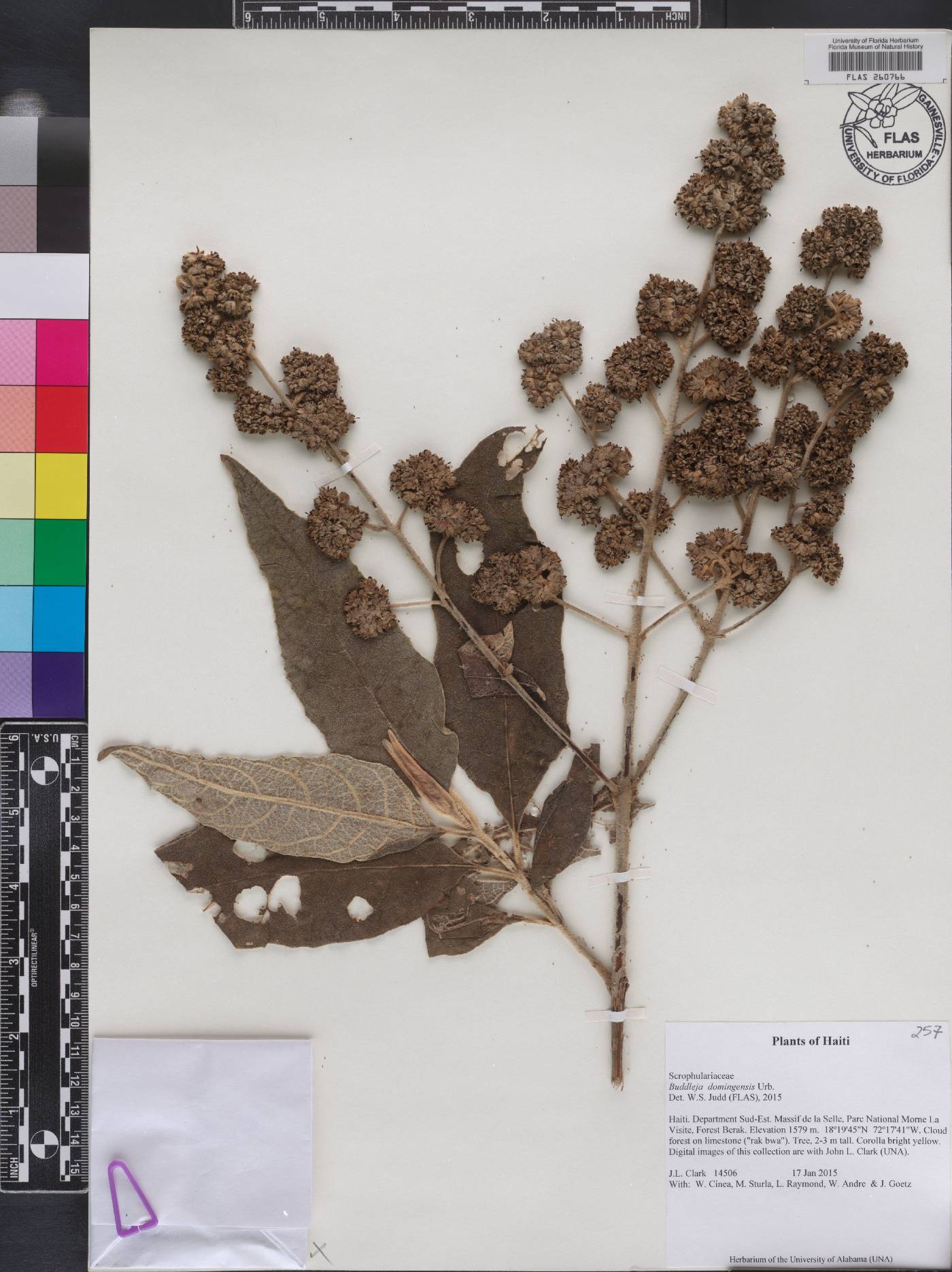 Buddleja domingensis image