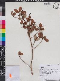 Gesneria haitiensis image