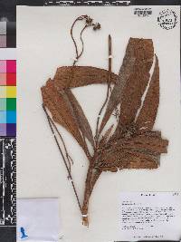 Rhytidophyllum bicolor image