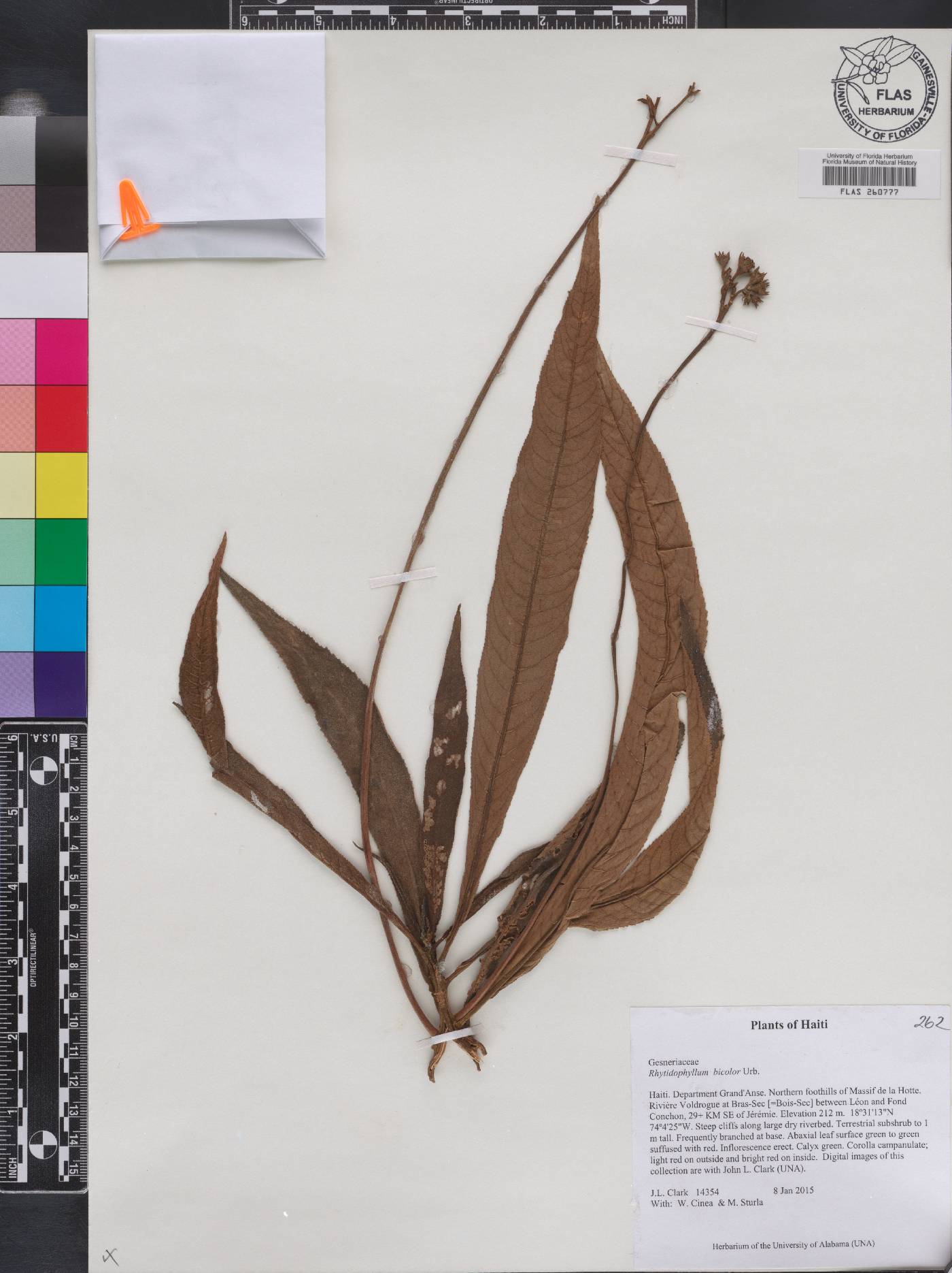 Rhytidophyllum bicolor image