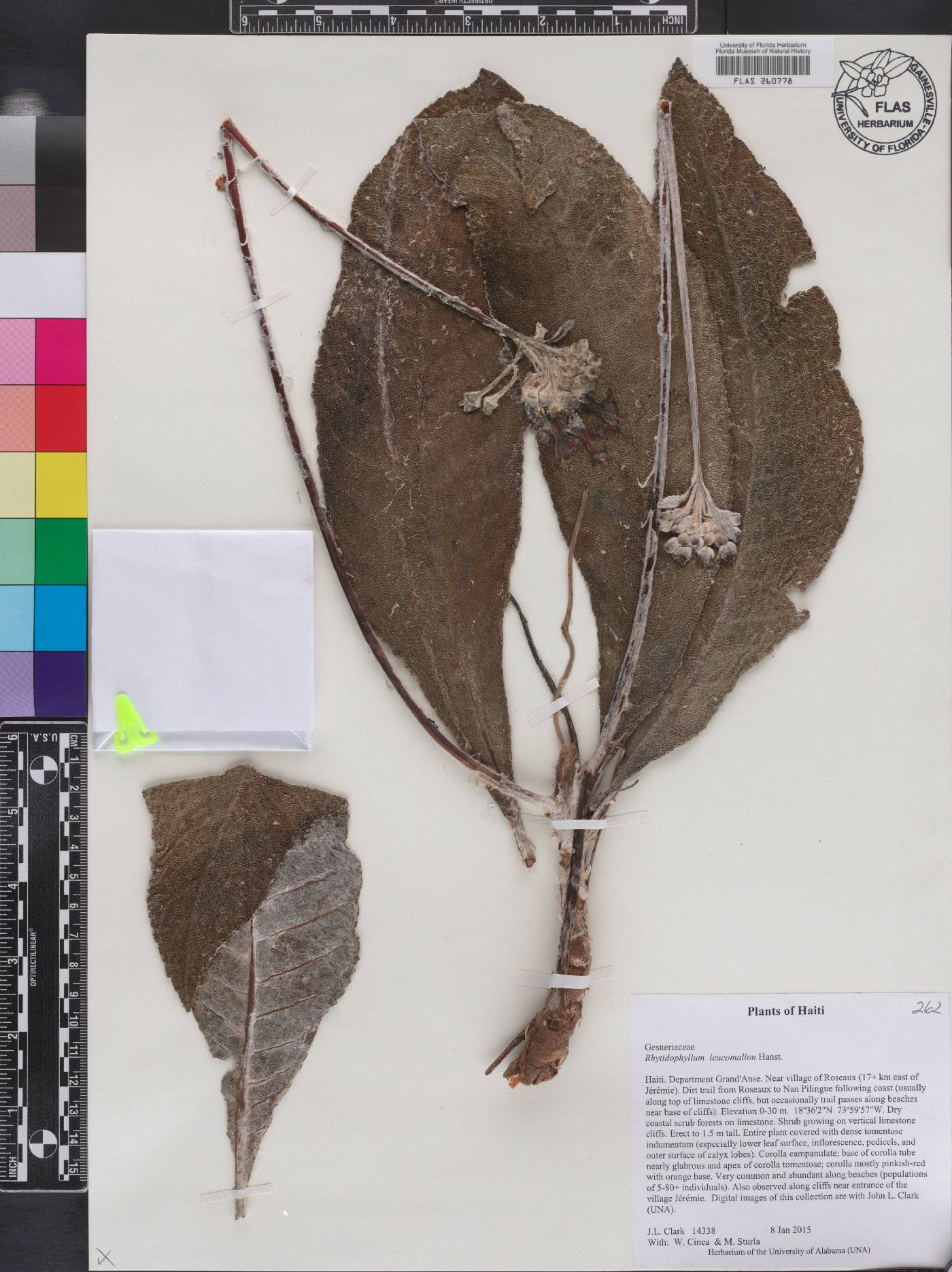 Rhytidophyllum leucomallon image